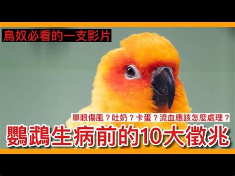 小鳥死了怎麼辦|撿到死掉的鳥怎麼辦？